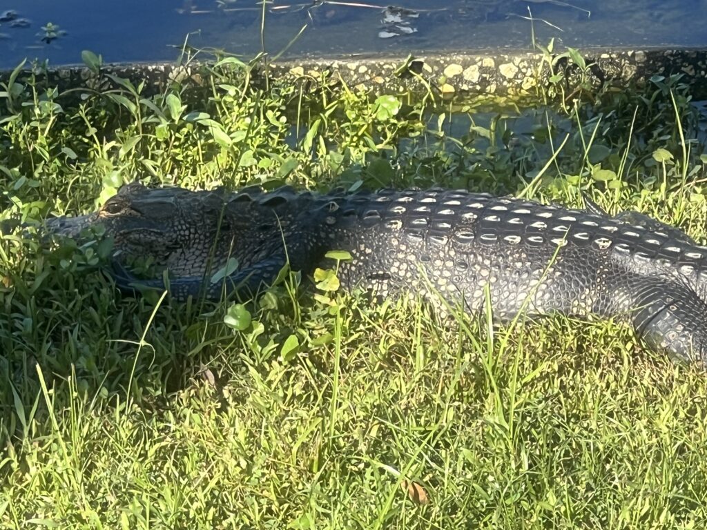 Alligator beside lake